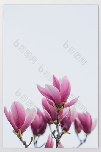 紫玉兰花摄影图片20图片