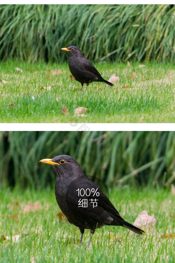 乌鸫黑山雀鸟类摄影图片