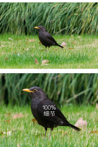 乌鸫黑山雀鸟类摄影图片