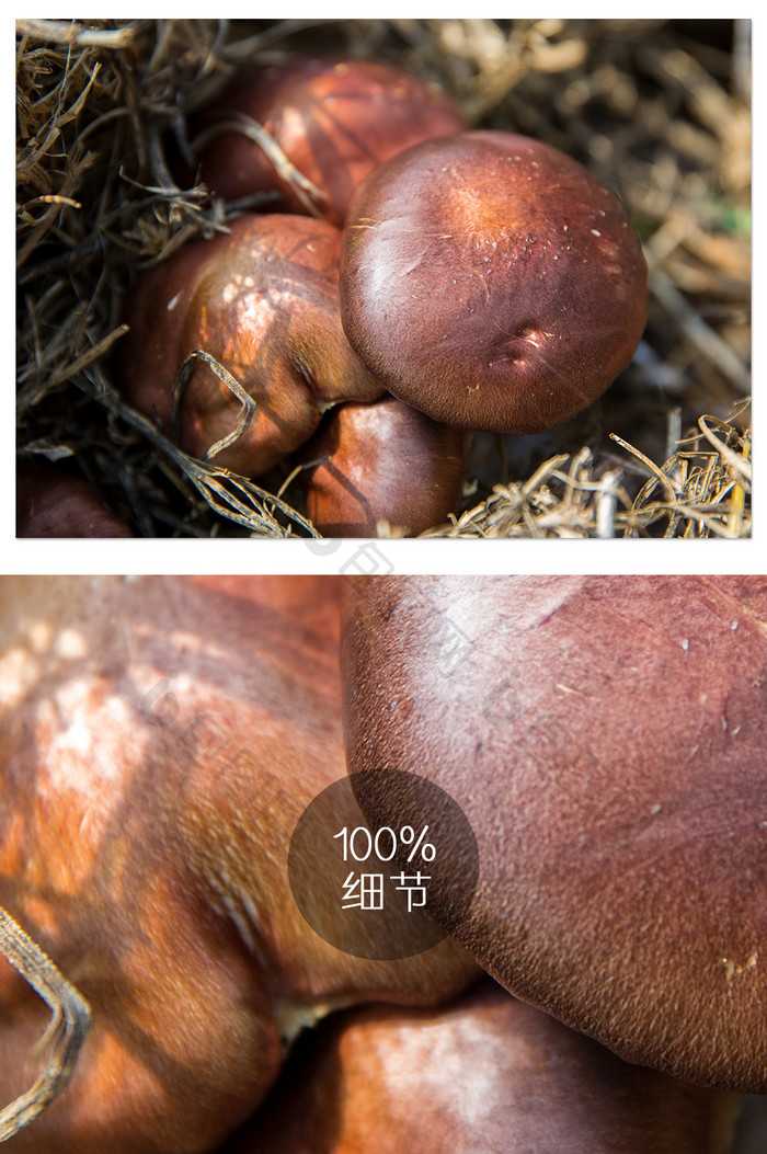 香菇生长摄影图片