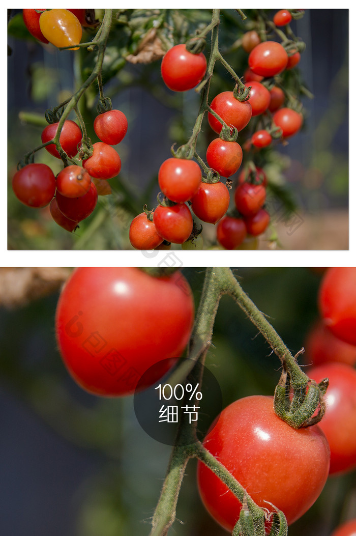红果种植摄影图片