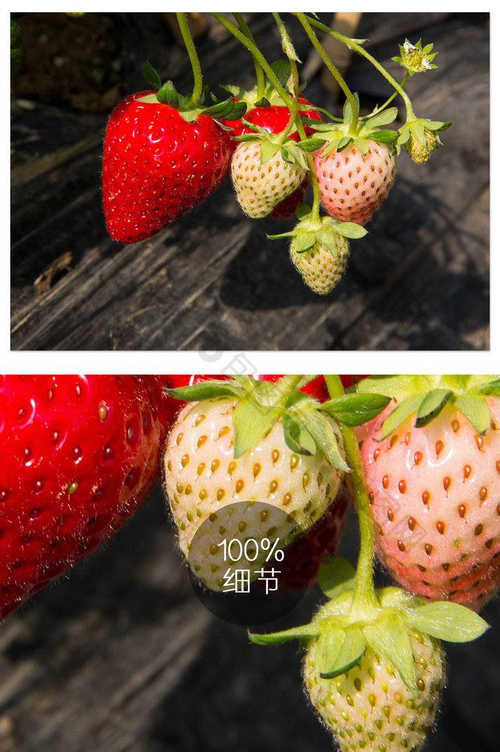 田园草莓种植摄影图片