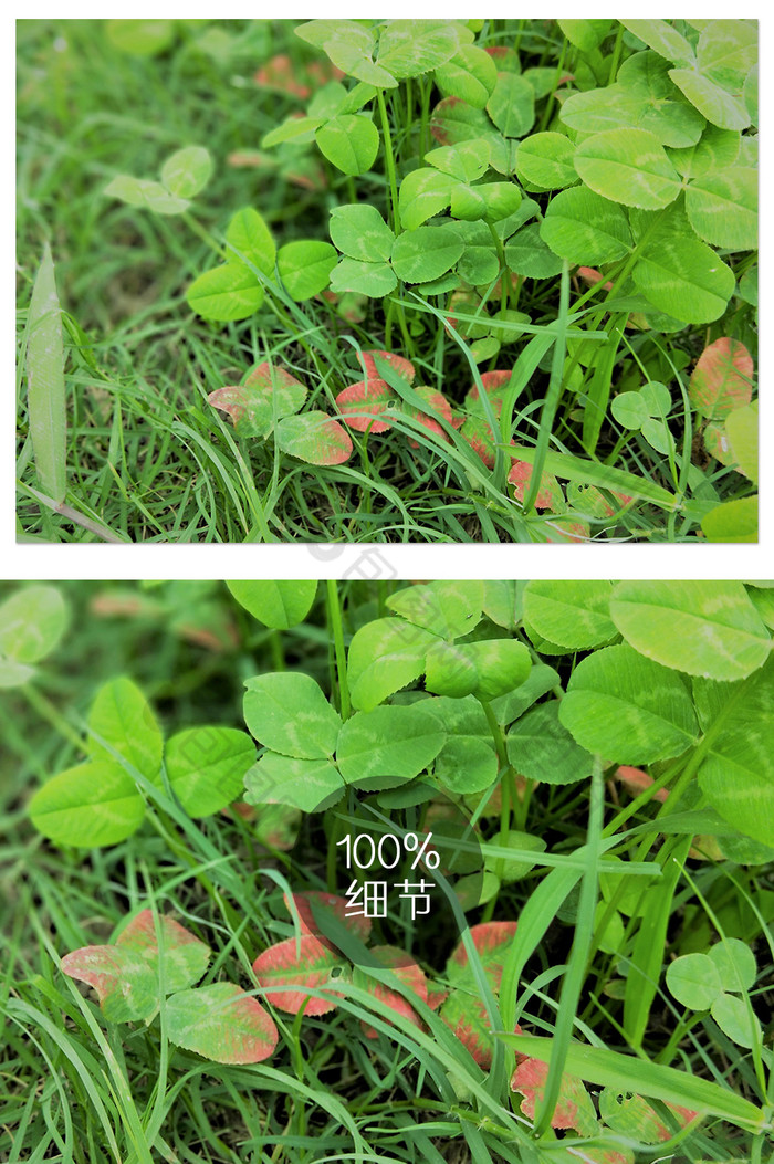 清新绿色草地特写植物摄影图片图片