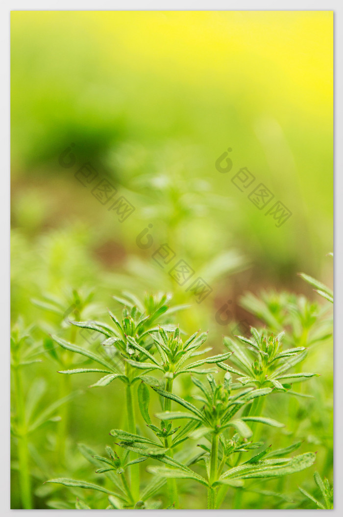 春天小草清新背景黄色暖色生机植物高清摄影图片图片
