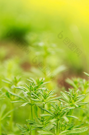 春天小草清新背景黄色暖色生机植物高清摄影图片