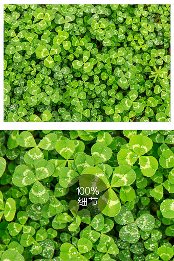草背景图片 草背景素材 包图网 草背景图片 草背景素材 包图网