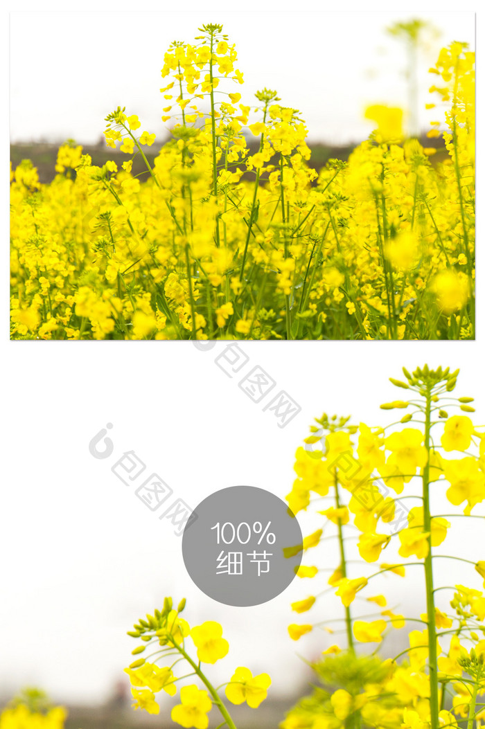 油菜花大片黄色花海清明素材自然风景摄影图