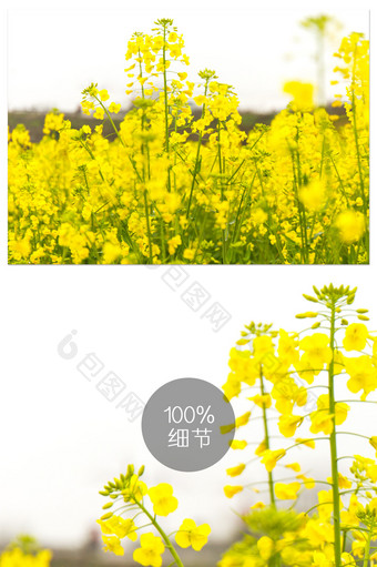 油菜花大片黄色花海清明素材自然风景摄影图图片