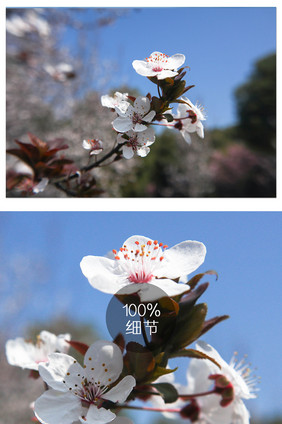 白色小清新枝头盛开樱花摄影图片