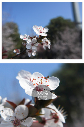 春天小清新枝头盛开樱花摄影图片