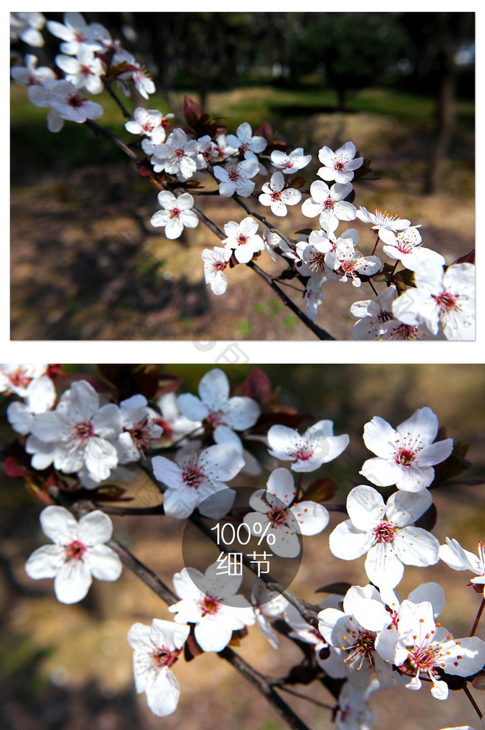 春天花团锦簇的樱花摄影图片