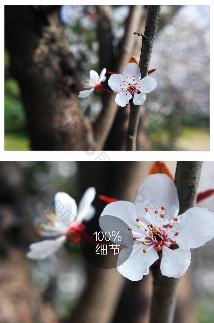 初春时节小清新樱花摄影图片