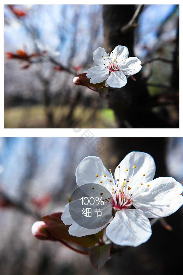 春天阳光下清新樱桃大特写摄影图片