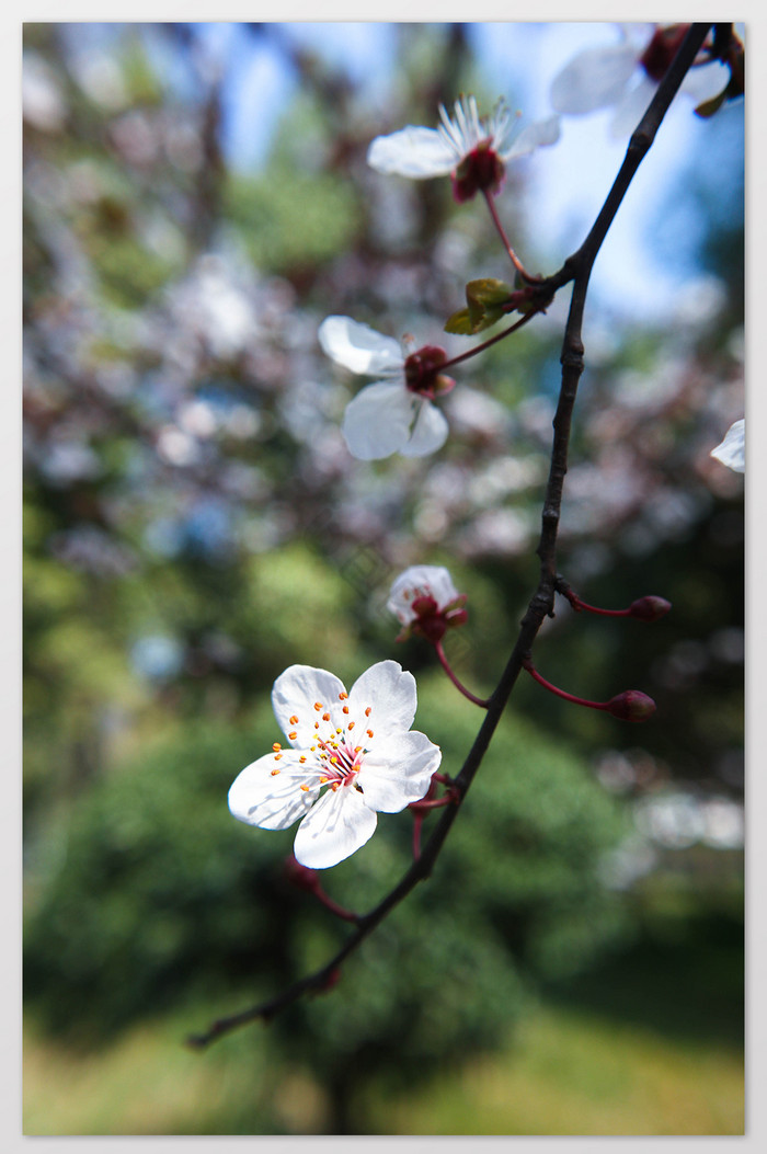 春意盎然枝头樱花盛开摄影图片