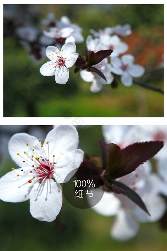 春天里怒放的樱花摄影图片
