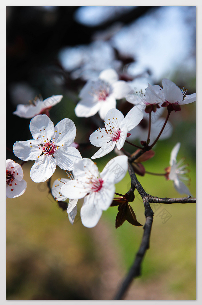 春光里白色樱花绽放特写摄影图片图片