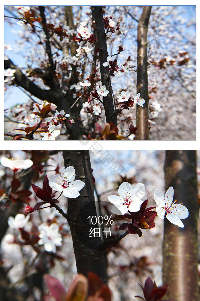 花团锦簇的樱花摄影图