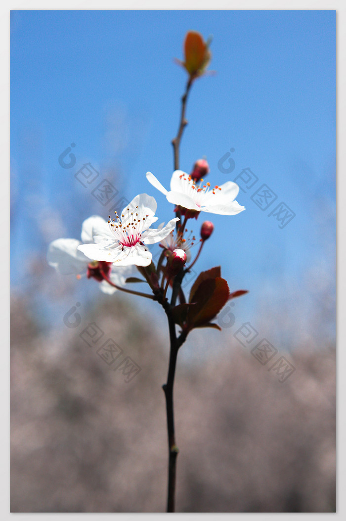 蓝天下清晰樱花特写摄影图片