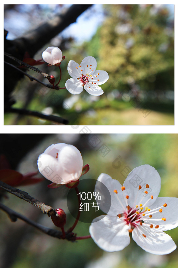 阳光下清新樱花盛开特写摄影图片