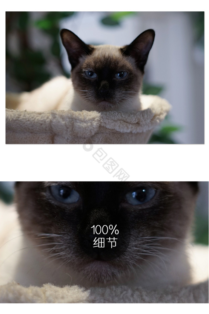 情绪猫咪动物摄影图片