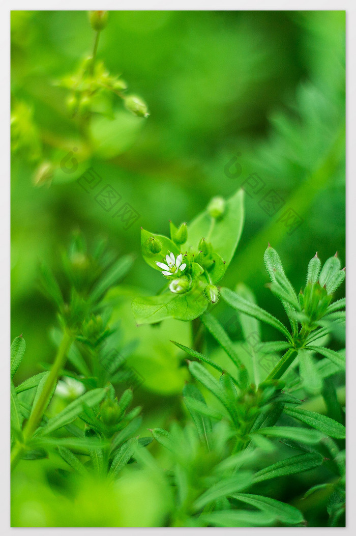 清新春天绿色植物摄影图