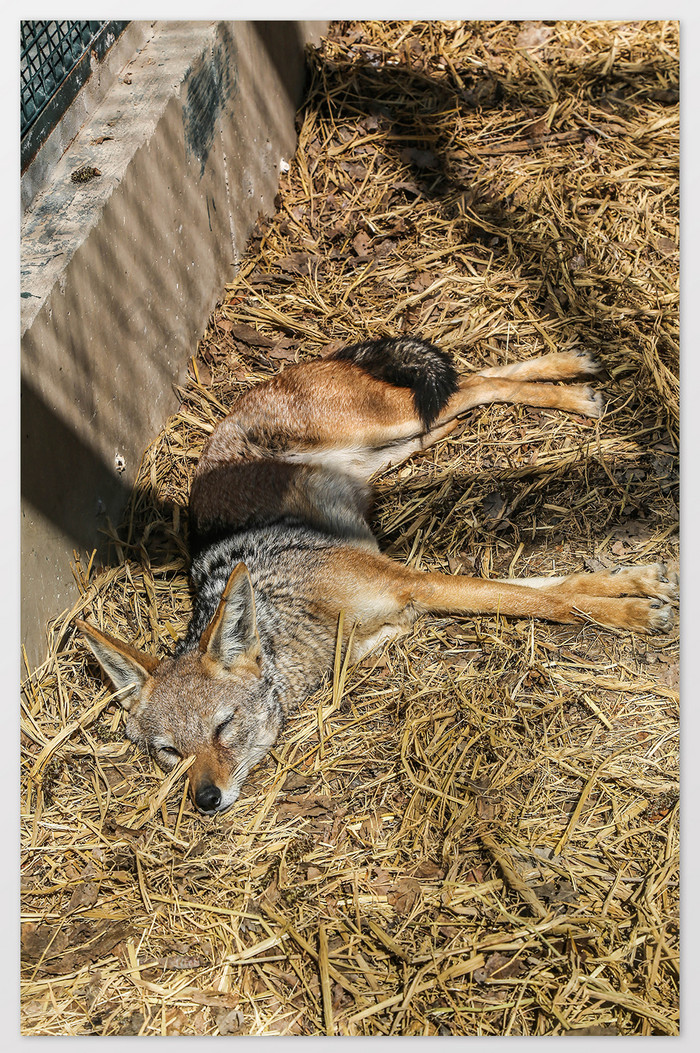 清新睡觉的狐狸摄影图