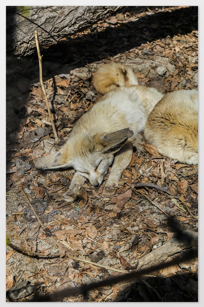 清新狐狸睡觉摄影图