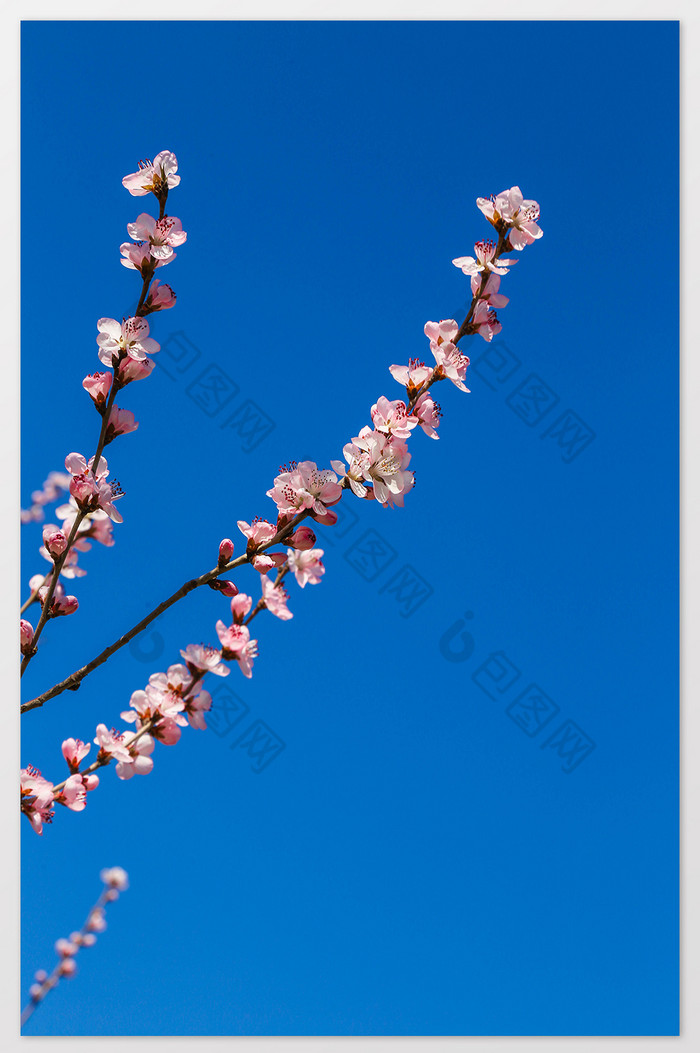 贺卡浪漫日本樱花树图片