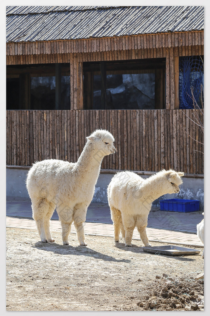 可爱白色羊驼摄影图