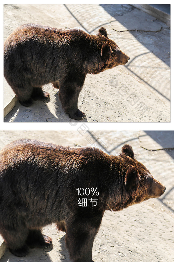 清新可爱棕熊摄影图