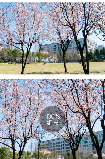 红叶李花卉摄影图片