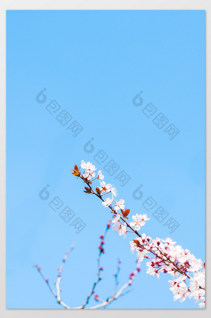 红叶李花卉摄影图片2图片图片