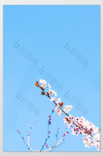 红叶李花卉摄影图片2图片