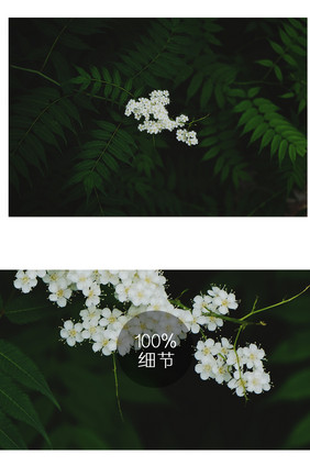 绿色特写花朵绿叶照片