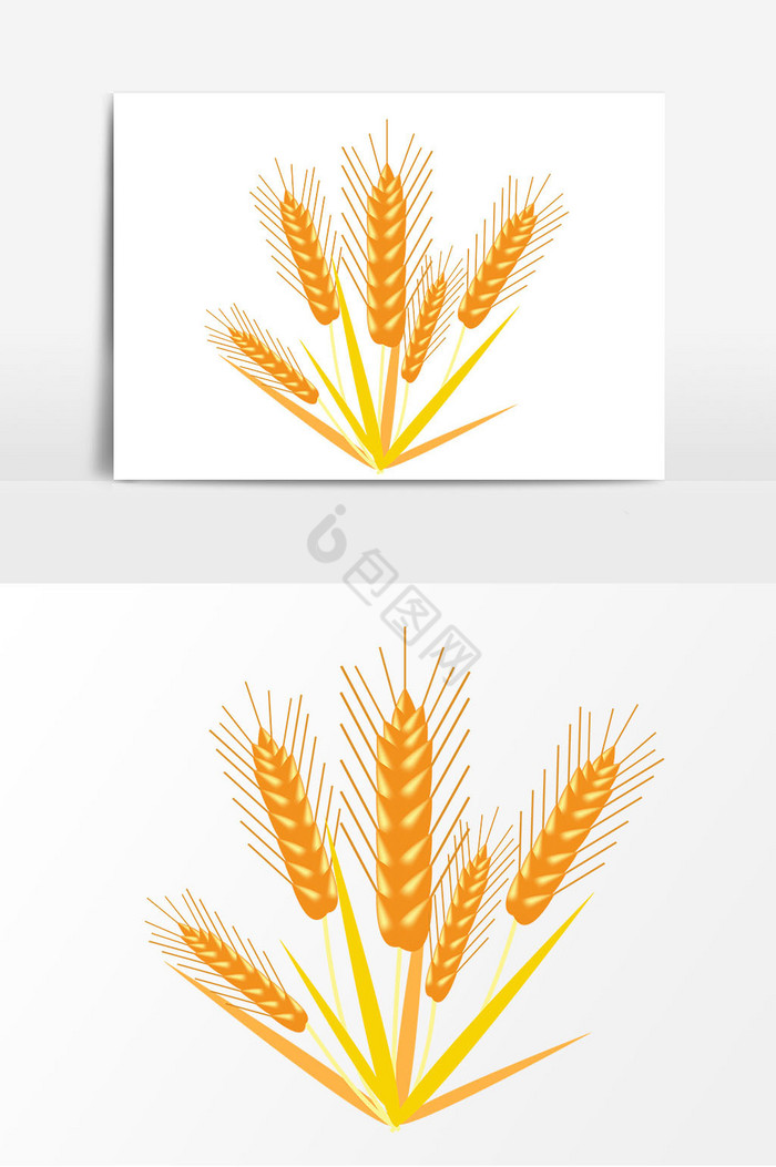 金麦子麦穗图片