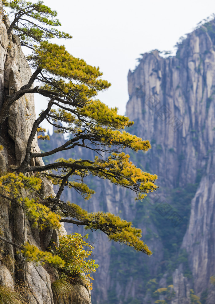 安徽黄山自然风景区的松树