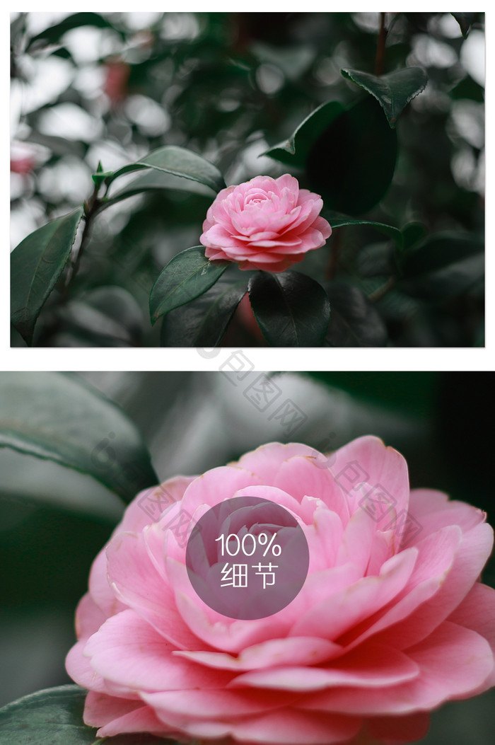 山茶花花卉摄影图片
