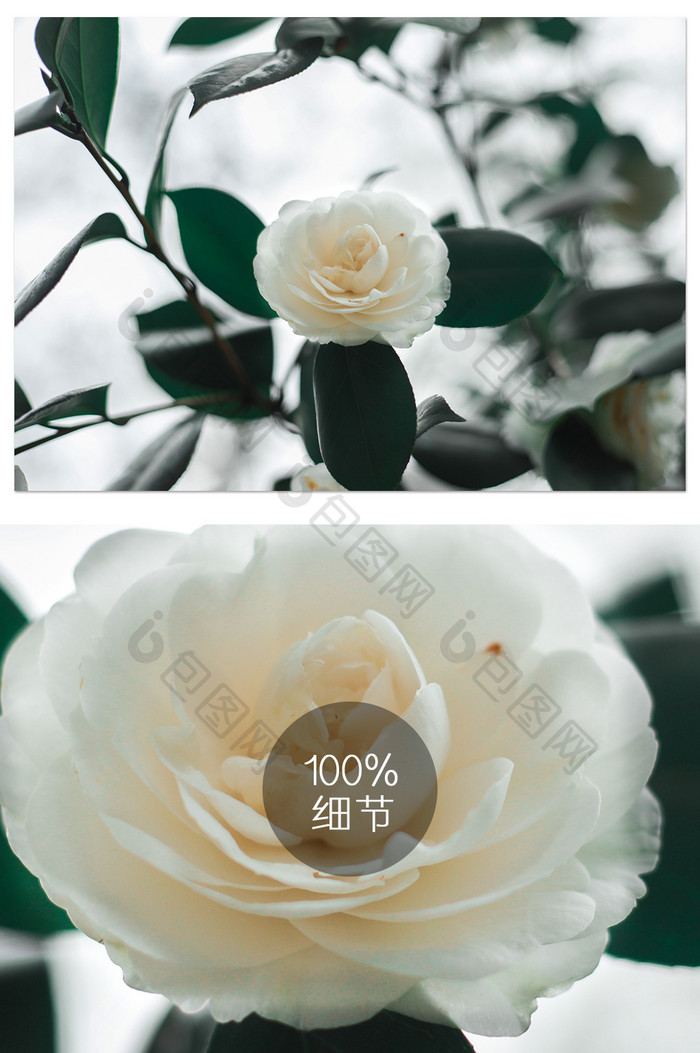 白色山茶花摄影图片