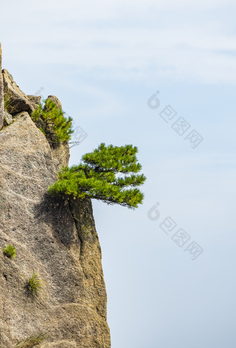 安徽黄山自然风景区的松树图片