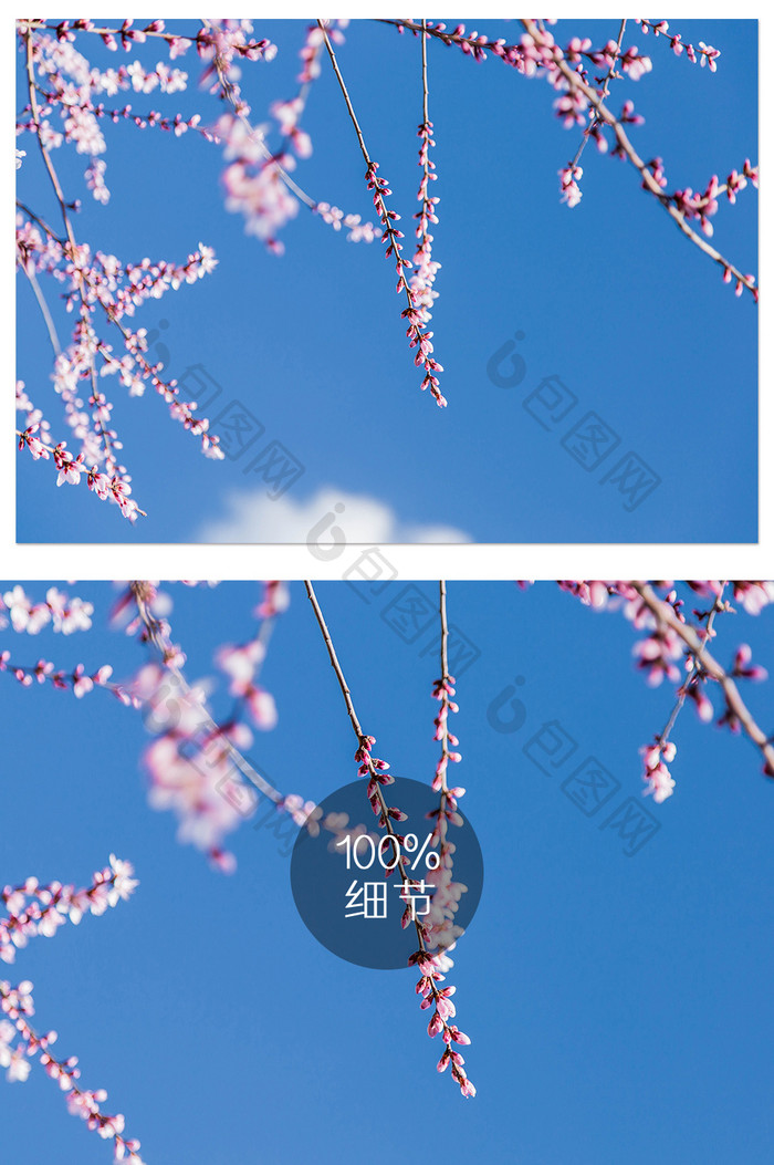 清新蓝天樱花摄影图