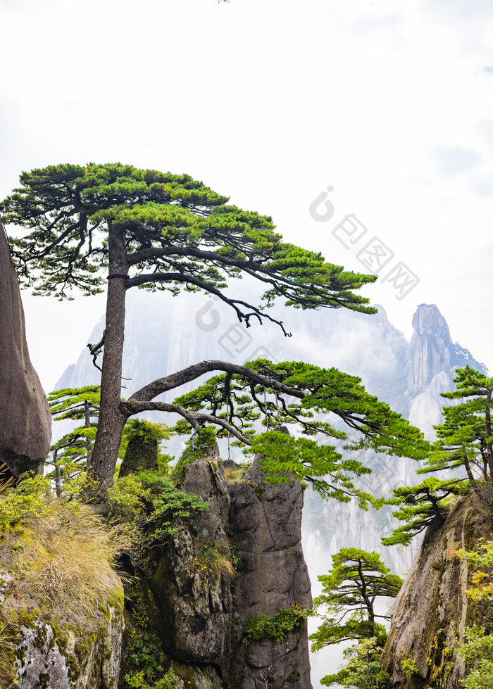 安徽黄山自然风景区的松树