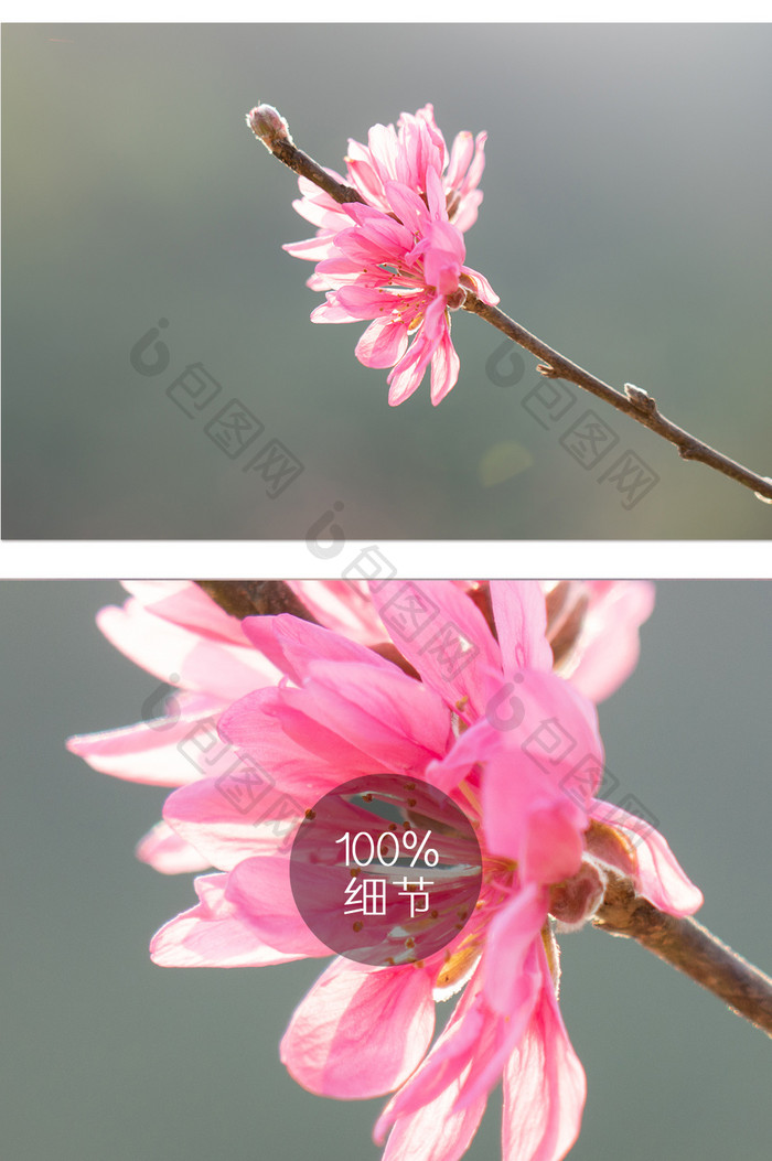 春季逆光桃花摄影图