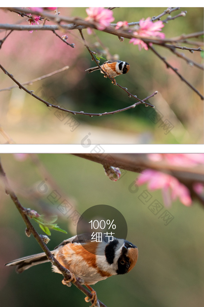 鸟类春季枝头摄影图