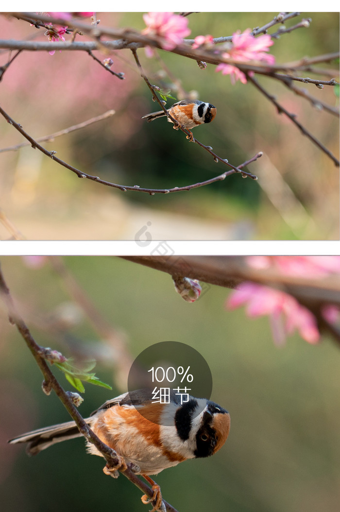 鸟类春季枝头摄影图图片