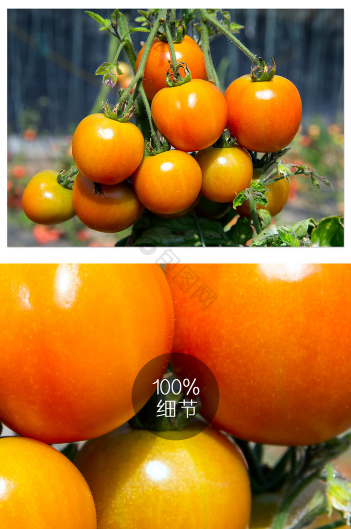 西红柿菜园摄影图片