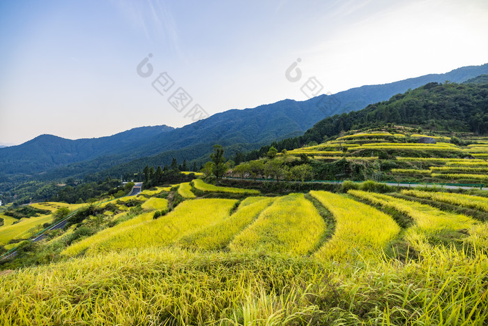 江西婺源江岭秋季梯田风光