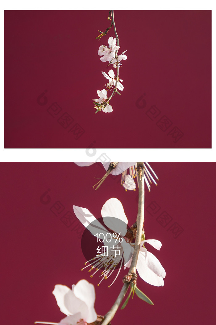 粉色桃花植物特写摄影图片图片