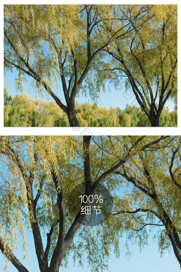 春色盎然的柳树摄影图