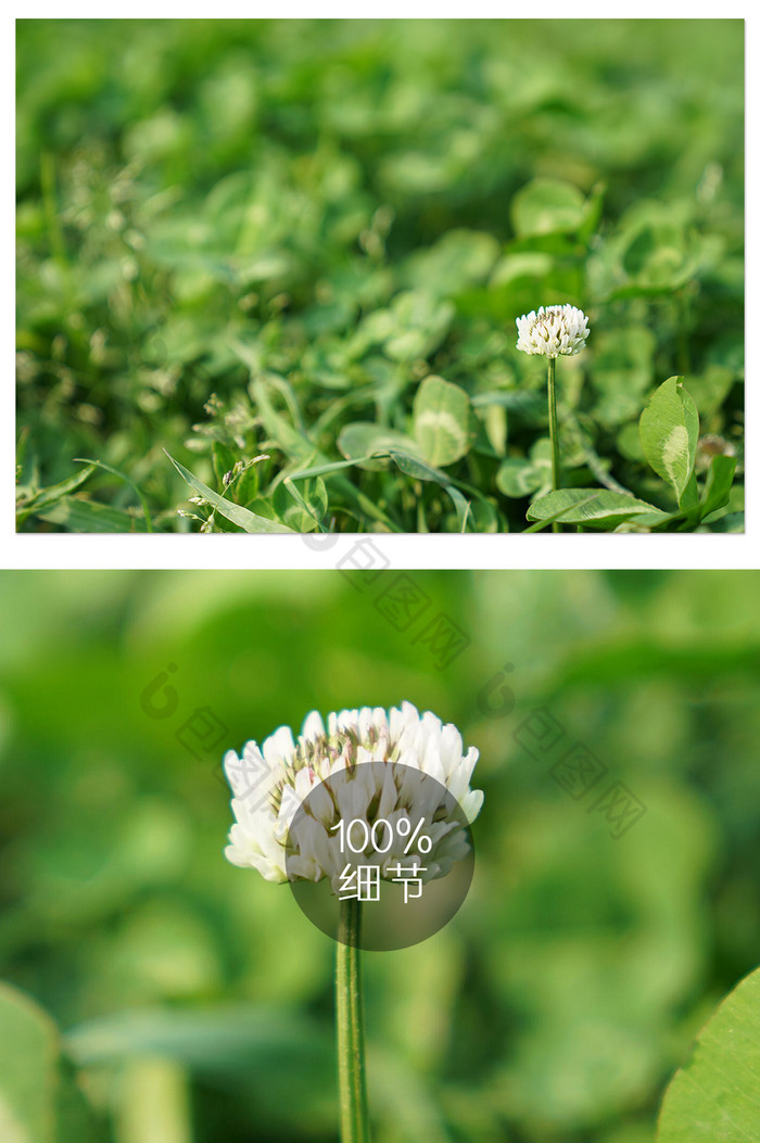春天气息浓郁的三叶草之花图片图片