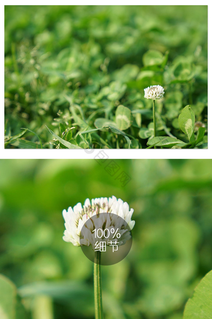 春天气息浓郁的三叶草之花图片